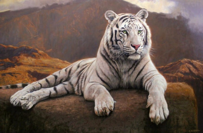 Un tigre blanco tumbado en una roca